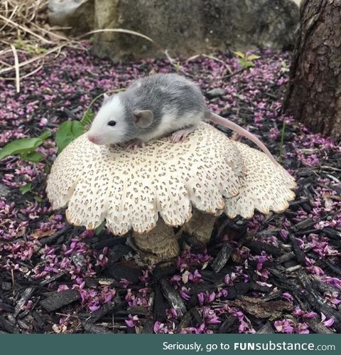 On a mushroom