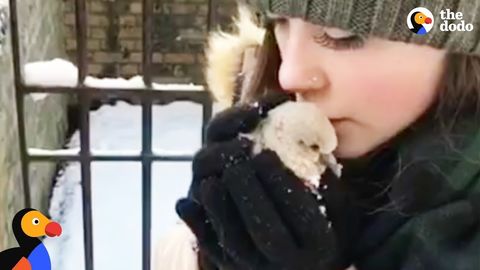 Baby Pigeon Rescued by Couple In A Snowstorm