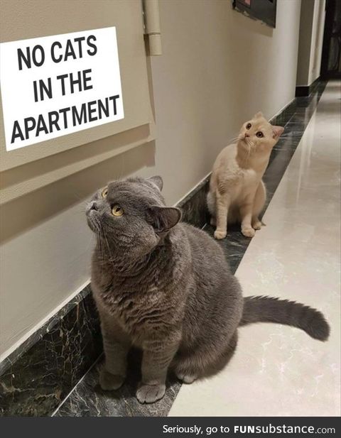 No CaTs In ThE aPaRtMeNt