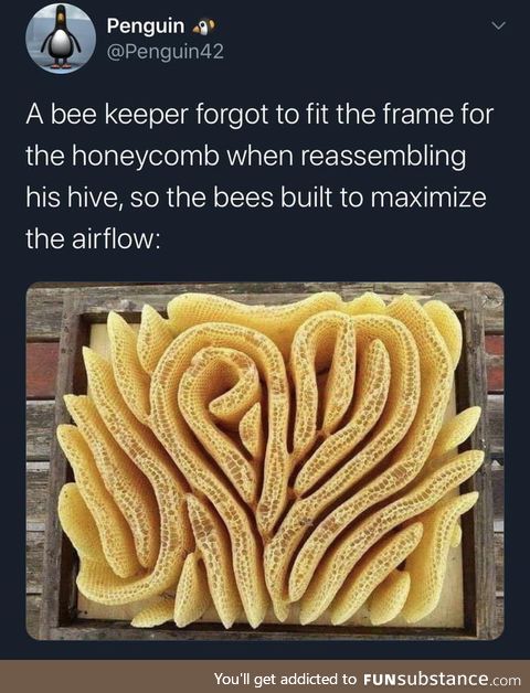 Beekeeper forgot to fit a frame, so bees built