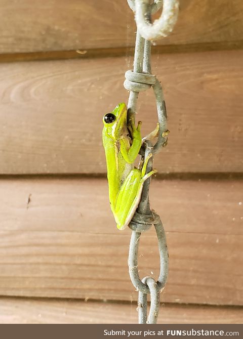 Froggo Fun #152 - Climbing up the Chain of Command