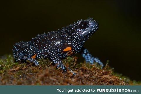 Froggo Fren #111 - Melanobatrachus indicus