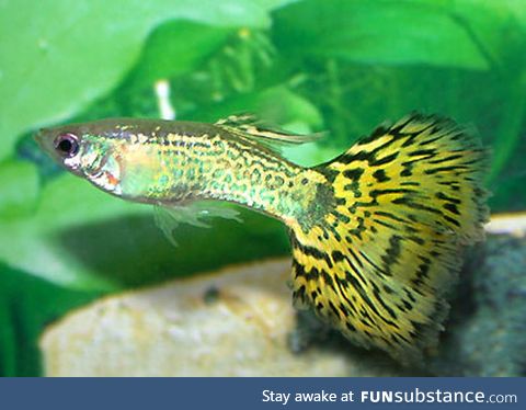 Fishy Fun Day #10: Green Cobra Guppy