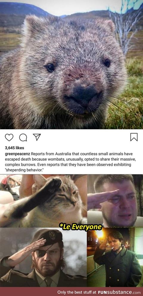 "Wombats" The Real MVP in the Game