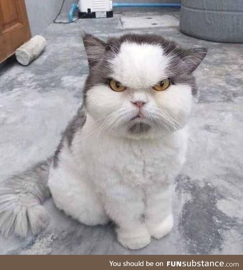Grumpy cat 2.0