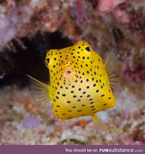 Fishy Fun Day #11: Yellow Boxfish @scatmandingo
