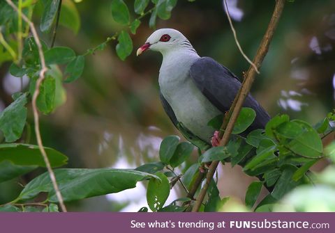 Andaman wood pigeon (Columba palumboides) - PigeonSubstance