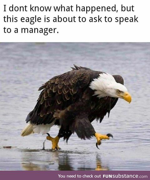 Mad as hell and he's not gonna take it anymore [Eagle would like to speak to a manager]