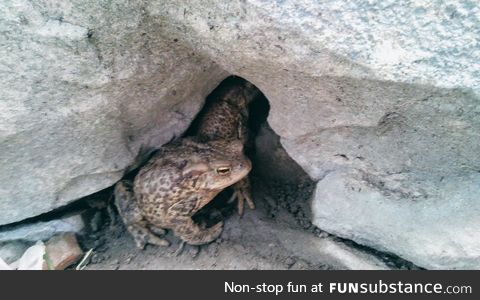 Froggo Fun #156 - Emerging from the Basement after a Game of D&D