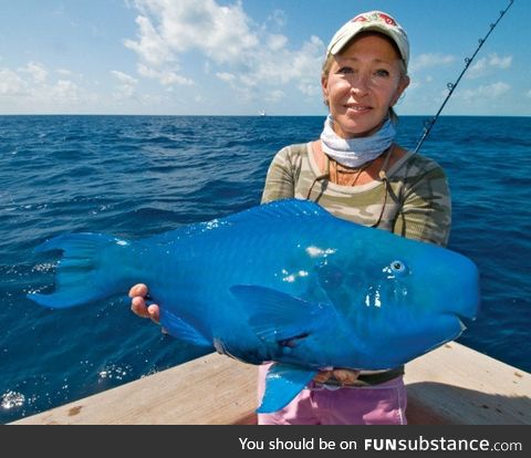 Fishy Fun Day #14: Special Edition, Blue Parrotfish