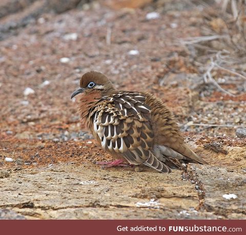 Galápagos dove (Zenaida galapagoensis) - PigeonSubstance