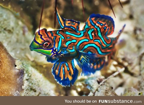 Fishy Fun Day #15: Mandarinfish @mialinay