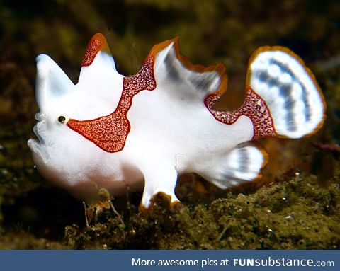 Fishy Fun Day #15: Special Edition, Clown Frogfish