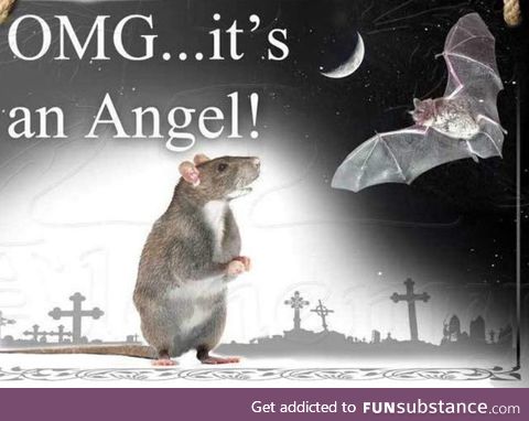 Bats are just angel rats