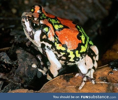 Froggo Fren #112 - Malagasy Rainbow Frog