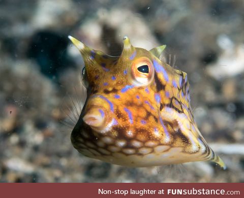 Fishy Fun Day #16: Thornback Cowfish @mialinay