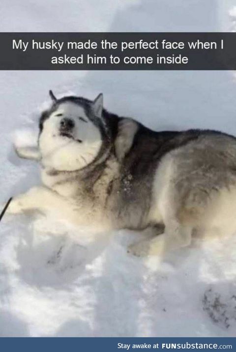 Huskys are the drama queens of the dog world