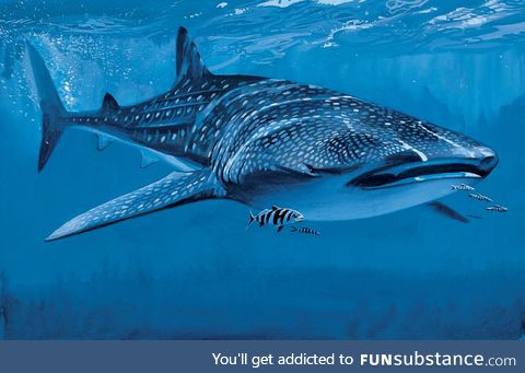 Fishy Fun Day #17: Whale Shark @SuperDave