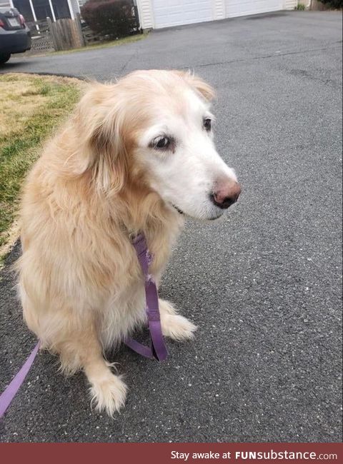 We just rescued this 15 year old bear from the shelter