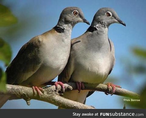 White-winged collared dove (Streptopelia reichenowi) - PigeonSubstance