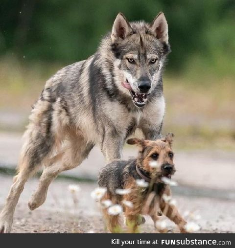 The Tamaskan is a dog breed that looks like a wolf but with zero wolf blood. It is a