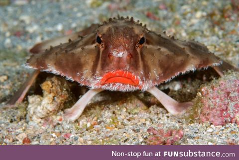 Fishy Fun Day #18: Red-Lipped Batfish @SuperDave