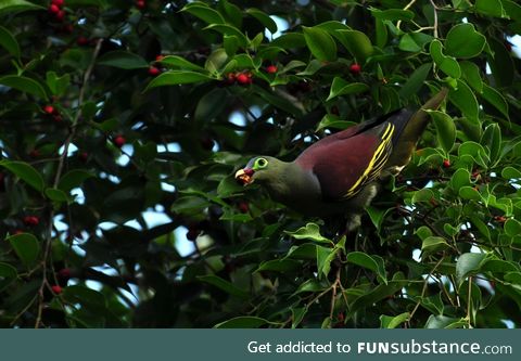 Thick-billed green pigeon (Treron curvirostra) - PigeonSubstance