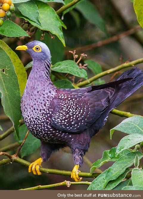 Cameroon olive pigeon (Columba sjostedti) - PigeonSubstance