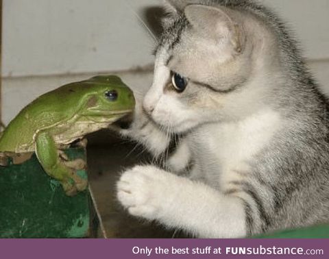 Froggo Fun #162 - Frog X Cat: I Ship It