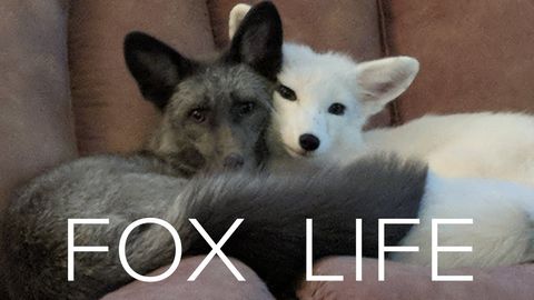 Raising Pet Foxes