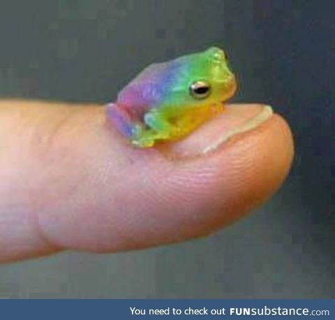 Froggo Fun #163 - Colorful Tiny Boi