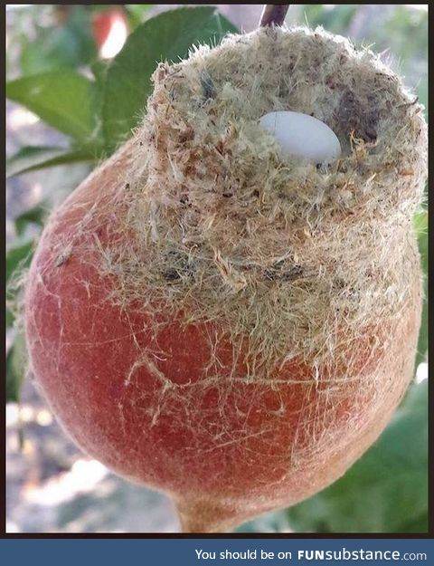 A hummingbird nest on a peach