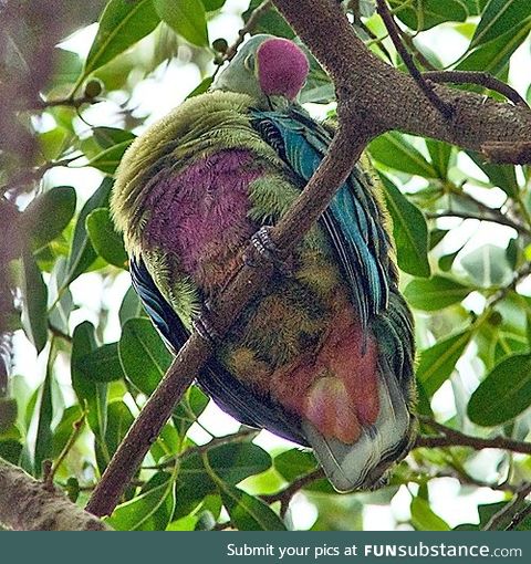 Red-bellied fruit dove (Ptilinopus greyi) - PigeonSubstance