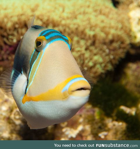 Fishy Fun Day #21: Reef Triggerfish @changetheworld