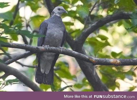 Ashy wood pigeon (Columba pulchricollis) - PigeonSubstance