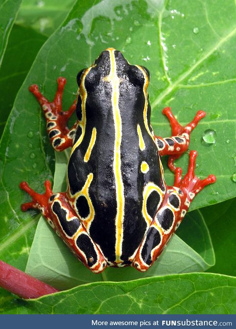 Froggo Fren #113 - African Reed Frog