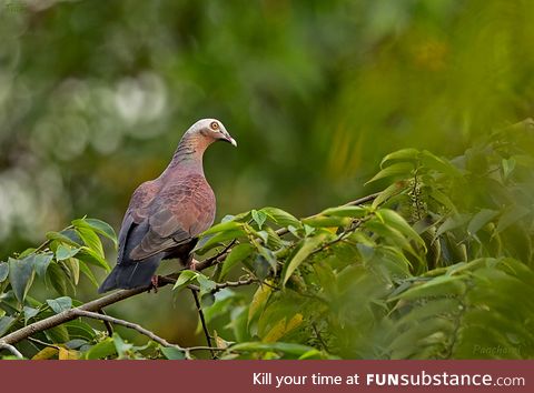 Pale-capped pigeon (Columba punicea) - PigeonSubstance