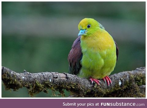 Wedge-tailed green pigeon (Treron sphenurus) - PigeonSubstance