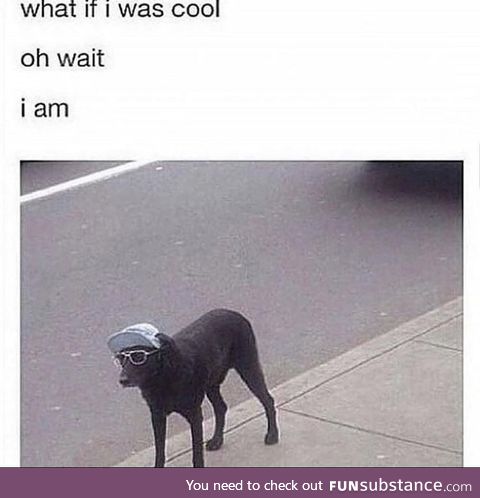 Doggo is the coolest