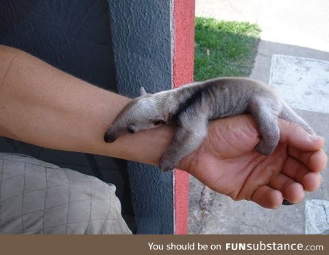 Baby anteaters are a tad needy