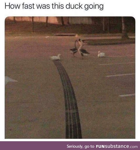 Too duck too furious