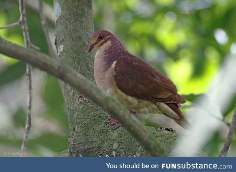 Ruddy quail-dove (Geotrygon montana) - PigeonSubstance