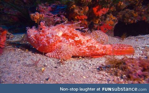 Fishy Fun Day #25: Scorpionfish @happy_frog