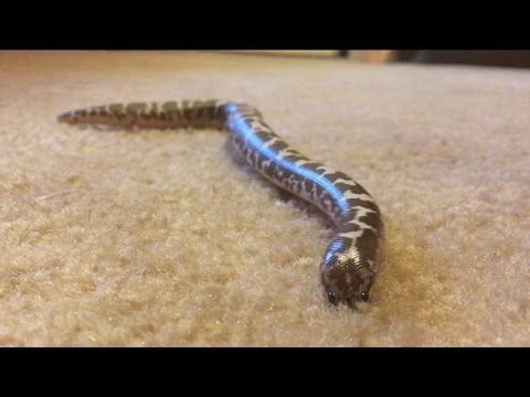 Another cute snek vid I found