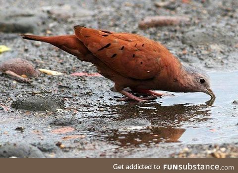 Ruddy ground dove (Columbina talpacoti) - PigeonSubstance