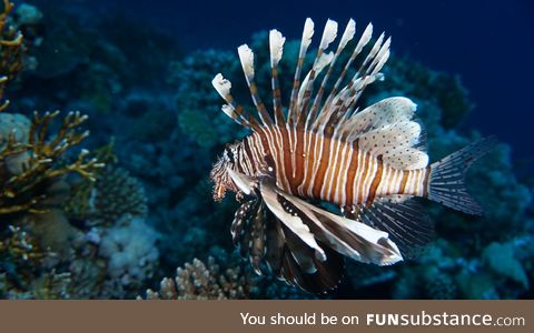 Fishy Fun Day #26: Lionfish @happy_frog