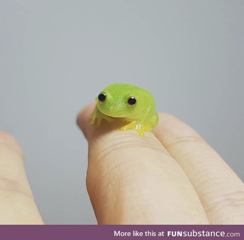 Tiny green frog looks like a gummy treat