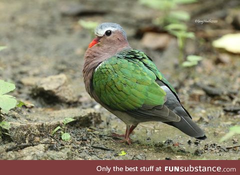 Common emerald dove (Chalcophaps indica) - PigeonSubstance