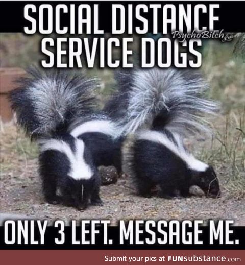 Social Distance Service Dogs