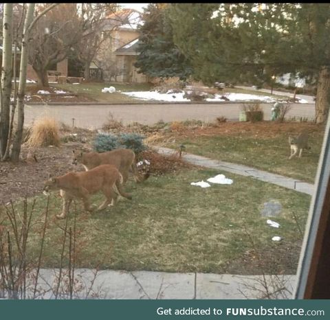 Mountain lions moving back into boulder during lockdown